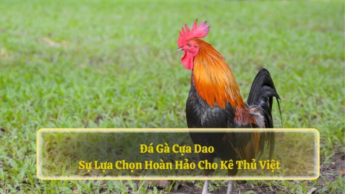 đá gà cựa dao KO66